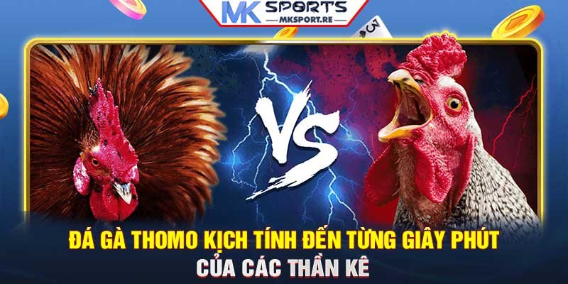 Đá gà Thomo: Kịch tính đến từng giây phút của các thần kê