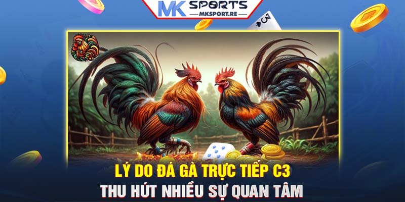 Lý do đá gà trực tiếp C3 thu hút nhiều sự quan tâm