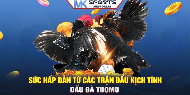 Sức hấp dẫn từ các trận đấu kịch tính đấu gà Thomo